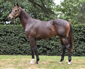 Mapperley Stud's Lot 766 - a colt by Proisir.